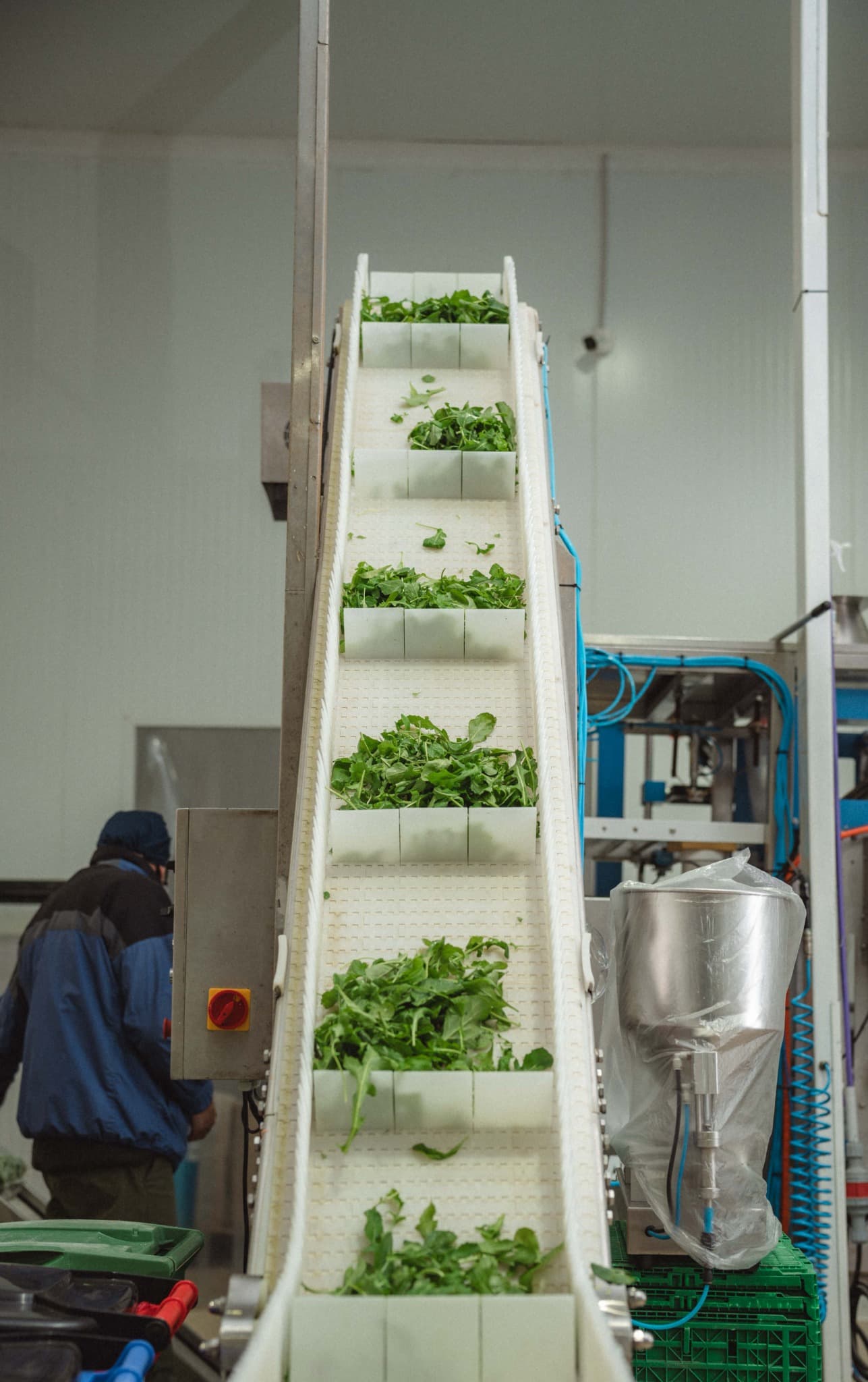 Cinta de proceso de vegetales